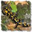 Fire salamander -- Feuersalamander