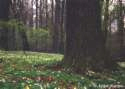 Forest meadow --
                              Waldwiese