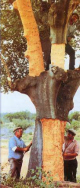 Cork oak is peeled -- Korkeiche wird
                              geschlt