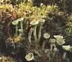 lichens (Cladonia pyxidata) --
                              Becherflechte