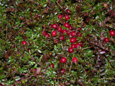Cranberry -- Moosbeere