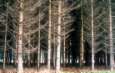 Dark spruce forest --
                            Dunkler Fichtenwald