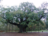 Robin
                          Hood Oak in Sherwood Forest, the alleged
                          meeting point of the Robin Hood group. The oak
                          is old now and has to be supported many
                          times.