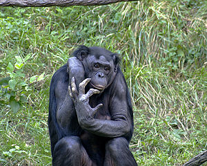Affe, ein Bonobo
                      (Zwergschimpanse)