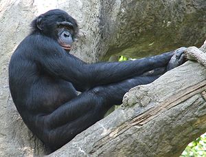 Affe, ein Schimpanse