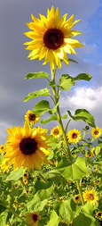 Una semilla no tena miedo y se
                            desarroll muy bien como planta (aqu un
                            girasol)