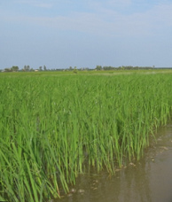 Tiefenwasser-Reis (floating rice),
              wchst zu allen Jahreszeiten