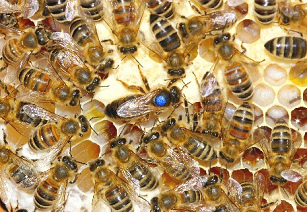 Die
                          Bienenvlker (hier Bienen mit einer
                          Bienenknigin) sterben immer mehr. Die
                          Handyantennen stehen im Verdacht, die Bienen
                          zu schdigen.