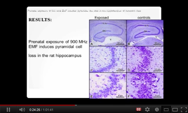 900 MHz: Der
              Hippocampus von Ratten hat weniger Zellen.