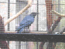 Un
                        cuervo criminal fue captivado en un cepo, la
                        primera vez fue liberado, la segunad vez no ms