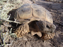 La
                        tortuga terrestre venci una corrida contra la
                        liebre dormiln