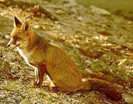 ... y la raposa daba
                      tan muchos elogios al cuervo de manera que el
                      cuervo hablaba y perdi la presa - y la zorra gan
                      el queso.
