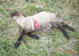 ... muchas ovejas
                      fueron matadas.