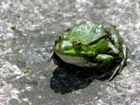 Una rana loca no
                        quiz quitar su domicilio peligroso y fue matado
                        por un auto