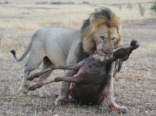 Fue un leon que se dejo servir su
                            comida por un asno, y pues el leon comio el
                            asno...