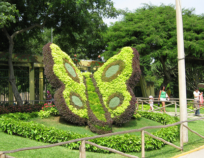 Animal sculpture made of hedges,
                              butterfly 02 in the Legend Park (parque de
                              las Leyendas), Lima, Peru