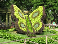 Tierplastiken aus
                      Hecken, Schmetterling 02 mit den Flgeln,
                      Legendenpark (parque de las Leyendas), Lima, Peru