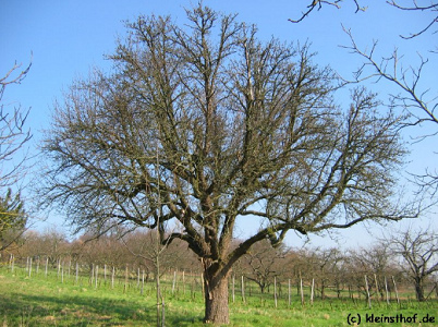 Apfelbaum ohne Bltter