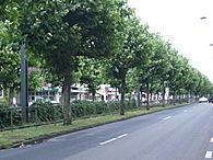 Allee mit Gartenzaun: Das Gelnder
                            blockiert auf weite Strecken jeglichen
                            Querverkehr fr FussgngerInnen und Velos /
                            Fahrrad, z.B. an der Luegallee in
                            Dsseldorf