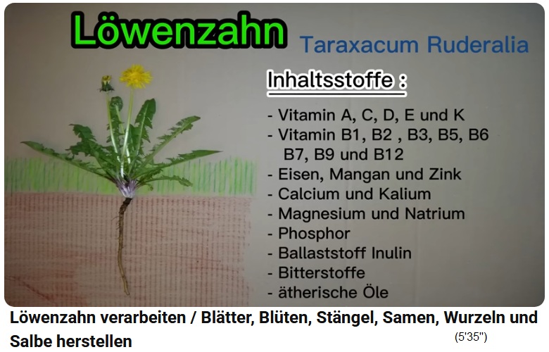 Inhaltsstoffe und
                  Wirkungen von L�wenzahn [hier wird nicht zwischen
                  Bl�te, Blatt und Wurzel unterschieden]: L�wenzahn
                  (Taraxacum Ruderalia) Inhaltsstoffe: Vit A, B1, B2,
                  B3, B5, B6, B7, B9, B12, C, D, E, K - Eisen, Mangan,
                  Zink, Kalzium, Kalium, Magnesium, Natrium, Phosphor;
                  Ballaststoff Inulin, Bittersstoffe, �therische �le