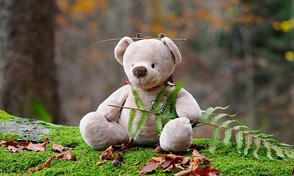 Teddyb�r im Wald