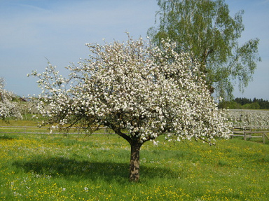 Manzano en su
                            floraci�n